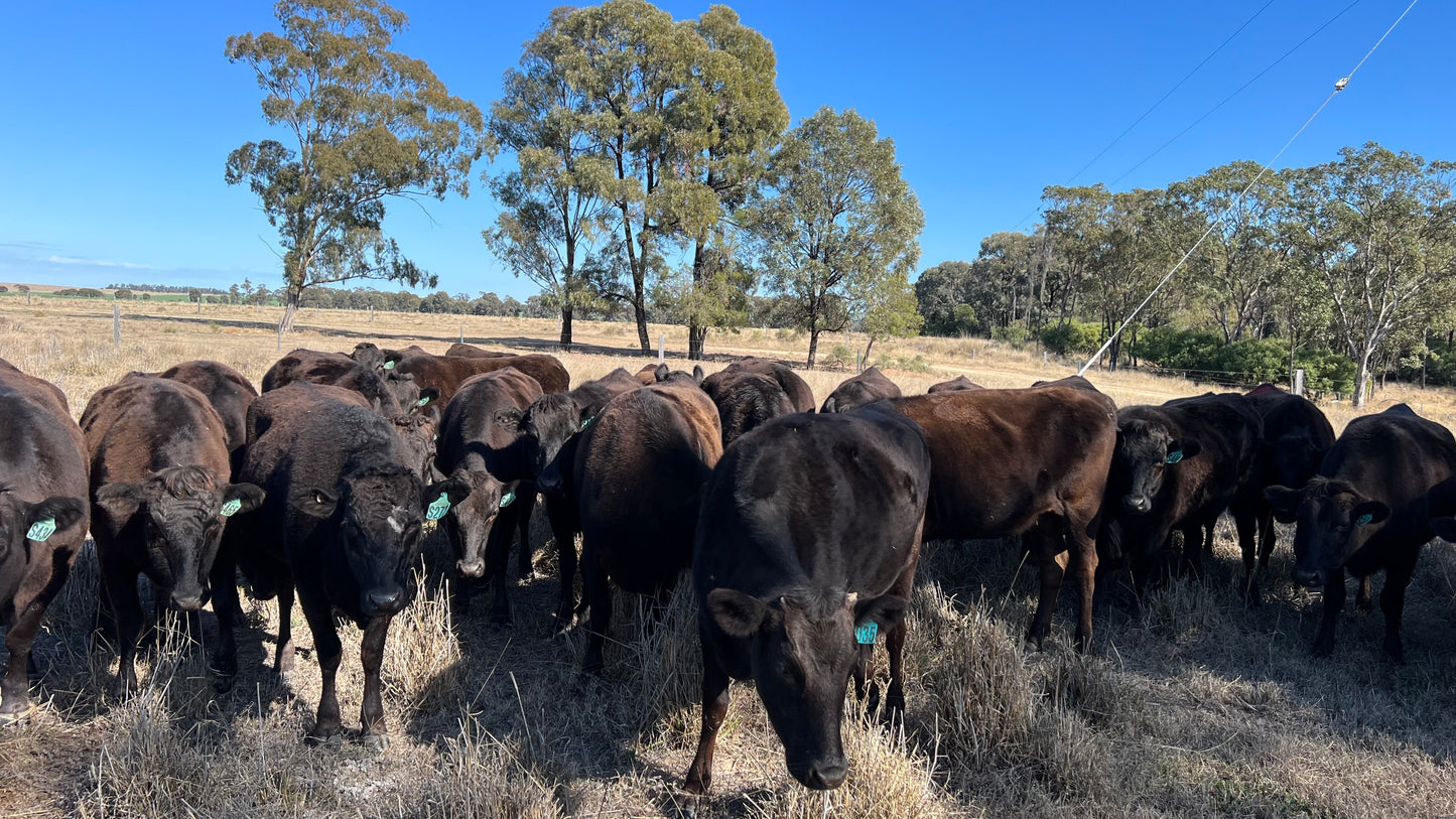 86hd Full Blood Wagyu Cows PTIC - Millmerran, QLD