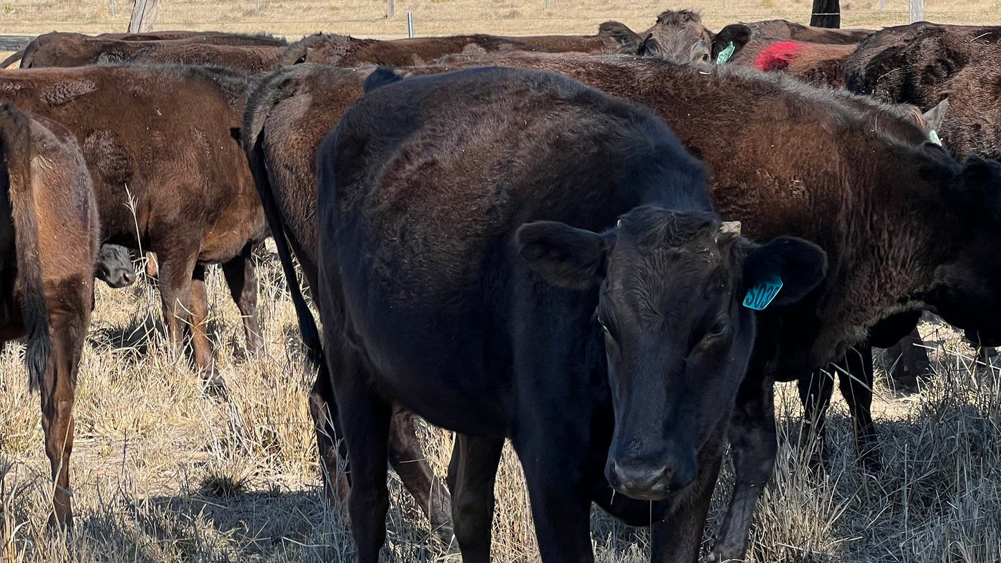86hd Full Blood Wagyu Cows PTIC - Millmerran, QLD