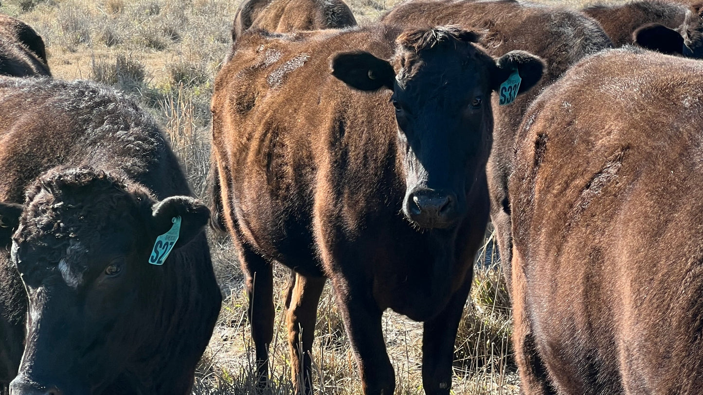 86hd Full Blood Wagyu Cows PTIC - Millmerran, QLD