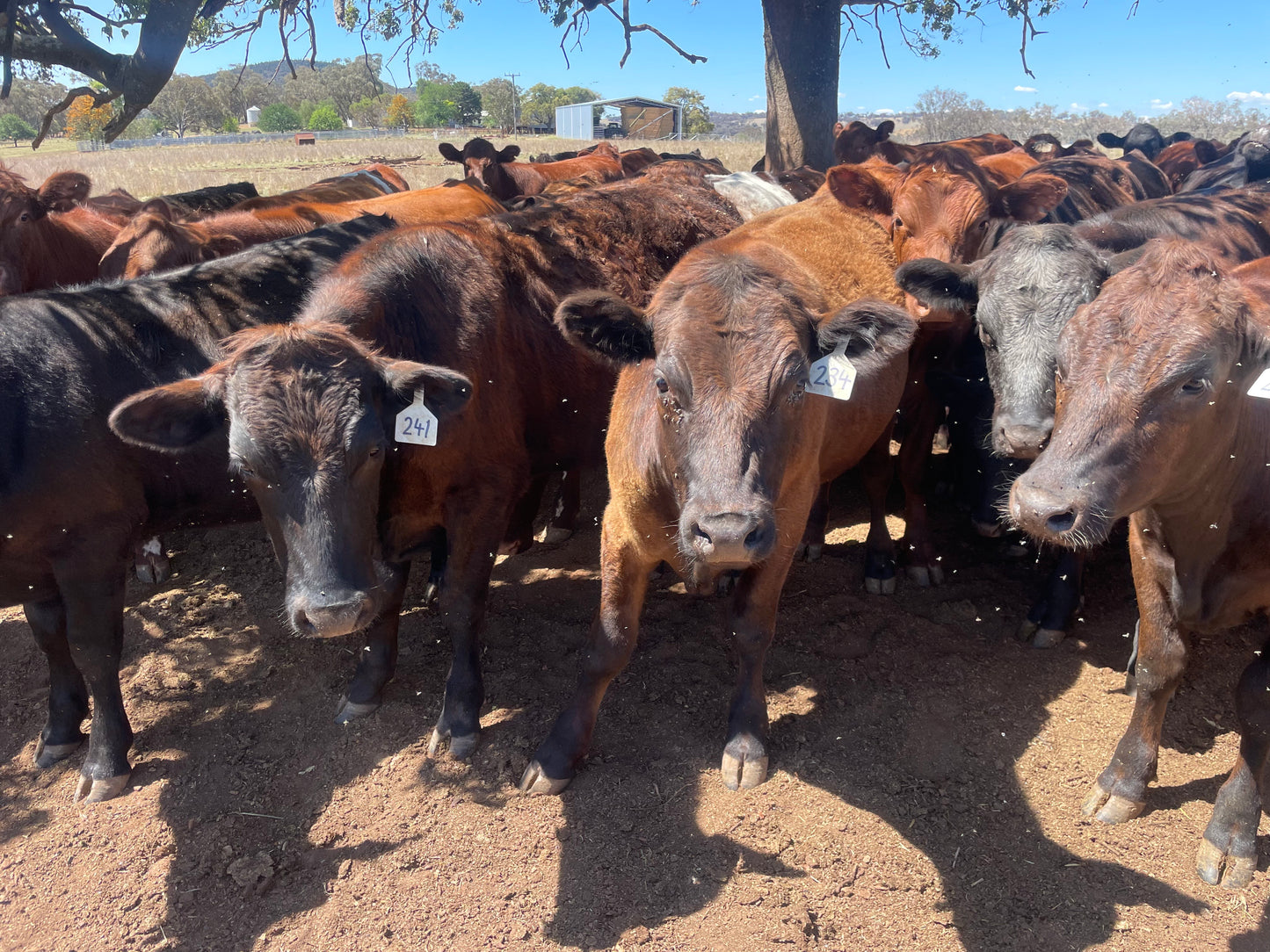 56hd F1 Wagyu Shorthorn - Wellington NSW