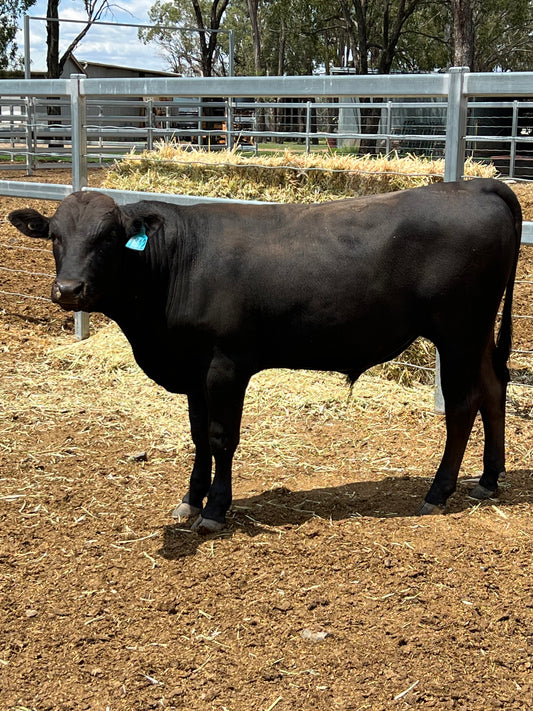 Full Blood Wagyu Bulls - Various locations