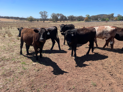 56hd F1 Wagyu Shorthorn - Wellington NSW