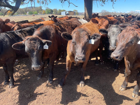 56hd F1 Wagyu Shorthorn - Wellington NSW