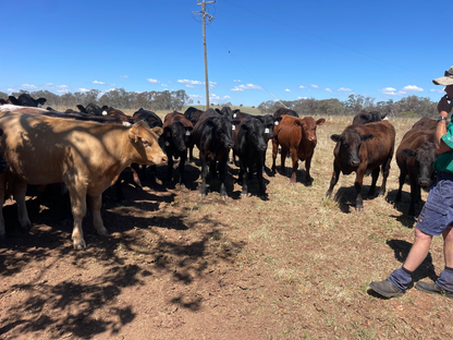 56hd F1 Wagyu Shorthorn - Wellington NSW